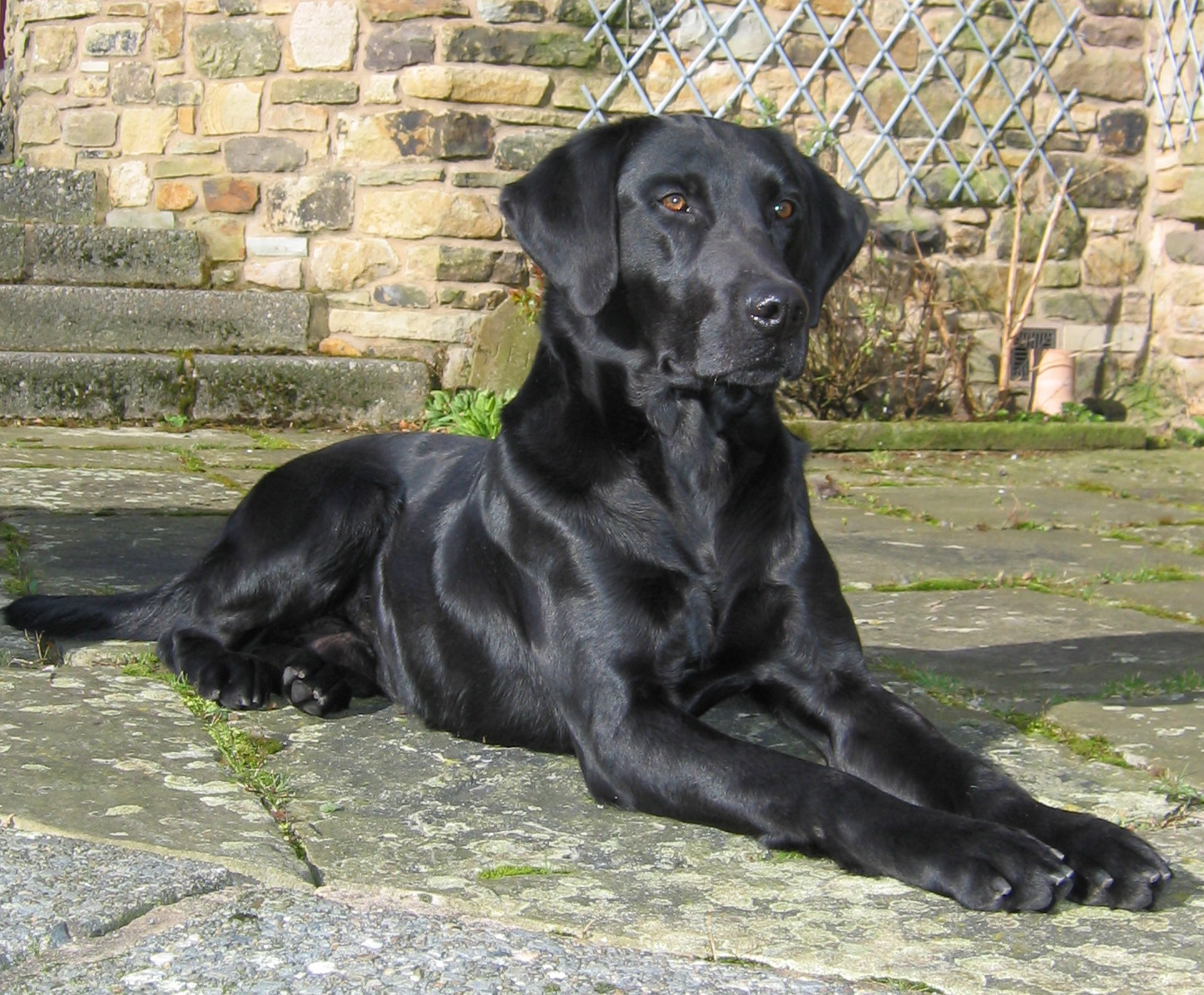 Champion best sale labrador breeders